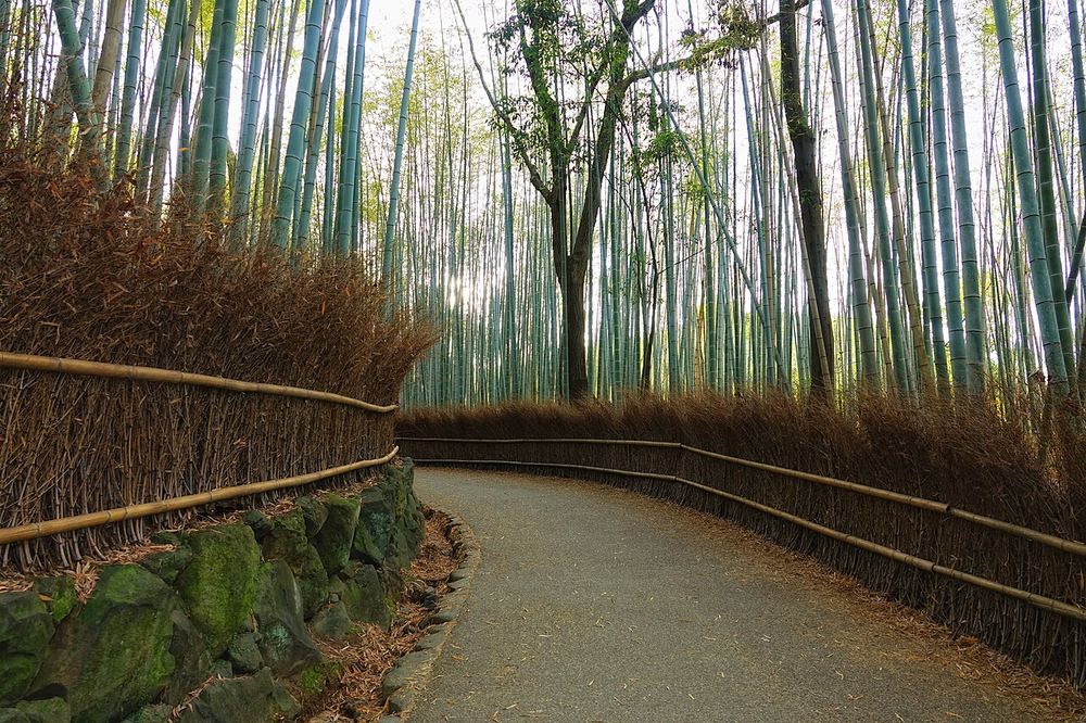 La forêt de bambous d'Arashiyama