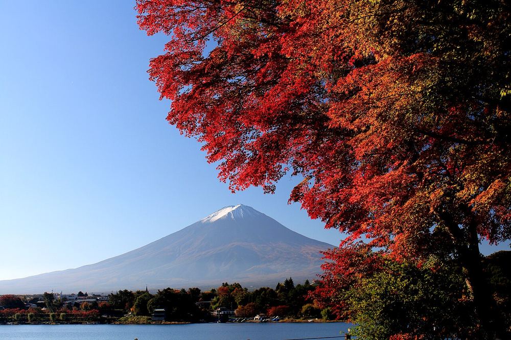 Le mont Fuji et les érables rouges