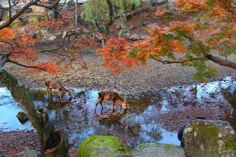 Les daims de Nara sous les érables